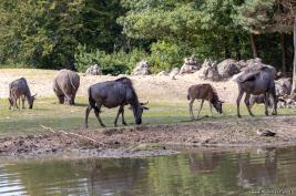 Burgers Zoo 02.09.2018