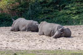 Burgers Zoo 02.09.2018