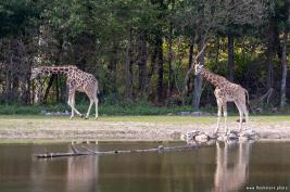 Burgers Zoo 02.09.2018