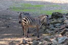 Burgers Zoo 02.09.2018