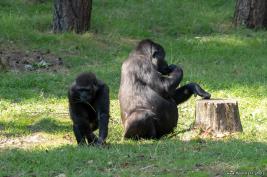 Burgers Zoo 02.09.2018