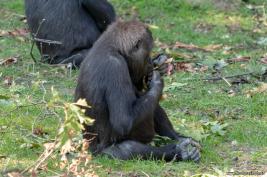 Burgers Zoo 02.09.2018