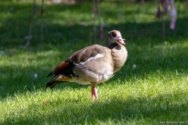 Burgers Zoo 02.09.2018