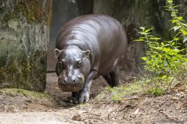 Burgers Zoo 27.07.2017