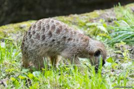 Burgers Zoo 27.07.2017