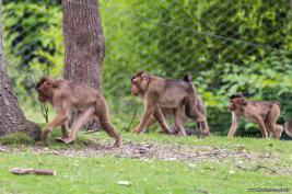 Burgers Zoo 27.07.2017