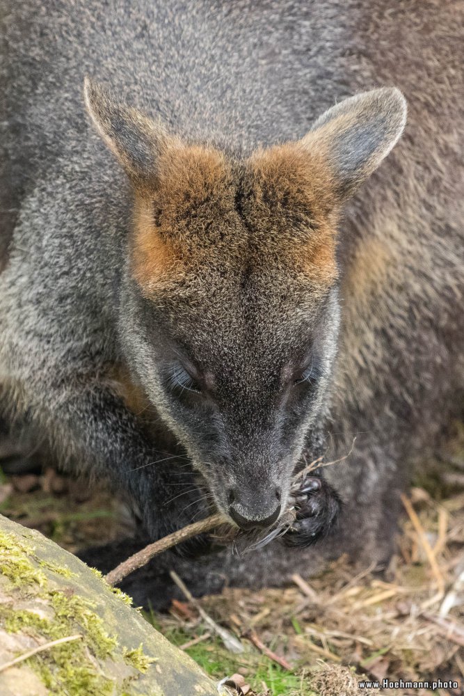 BurgersZoo_072