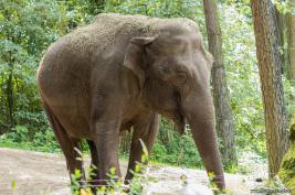 Burgers Zoo 27.07.2017