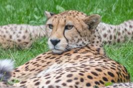 Burgers Zoo 27.07.2017