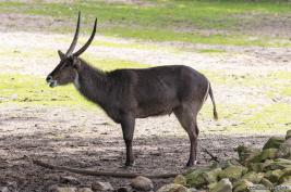 Burgers Zoo 27.07.2017