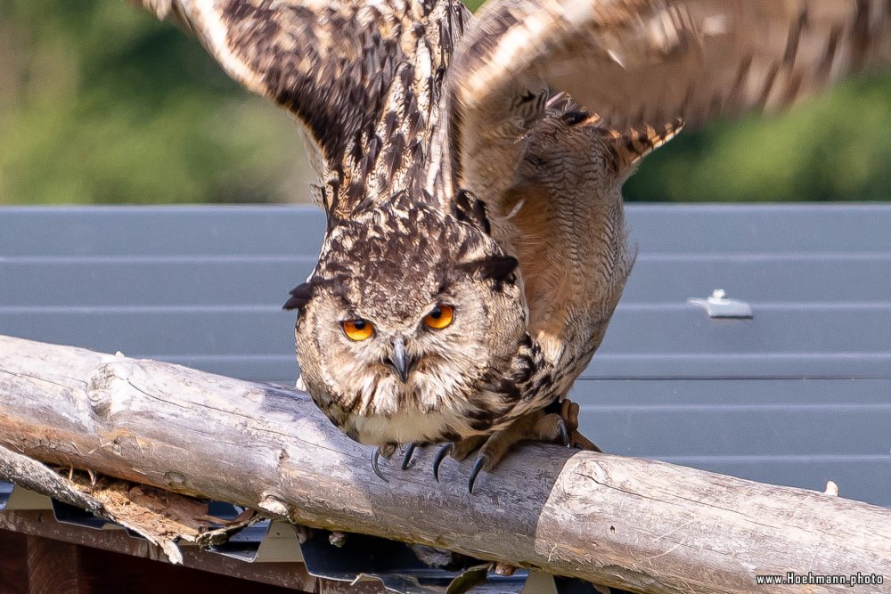 WildFreizeitpark_Klotten_007