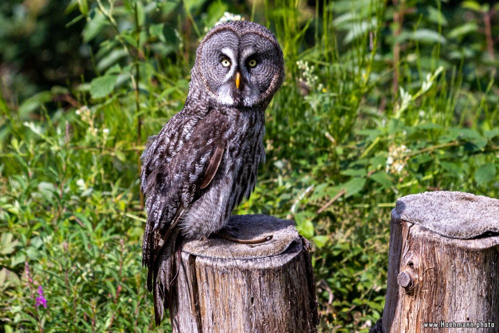 WildFreizeitpark_Klotten_014