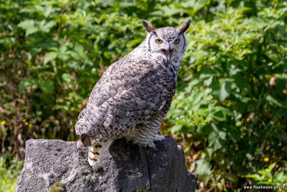 WildFreizeitpark_Klotten_016