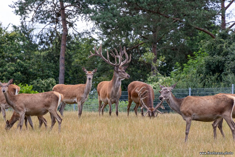 WildFreizeitpark_Klotten_028