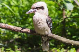Dortmunder Zoo 28.06.2015