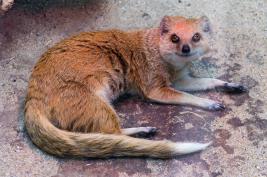 Dortmunder Zoo 28.06.2015