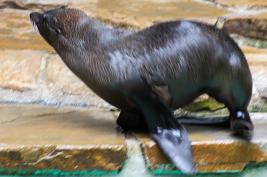 Dortmunder Zoo 28.06.2015