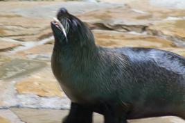 Dortmunder Zoo 28.06.2015