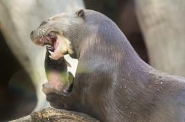 Duisburger Zoo 26.07.2015