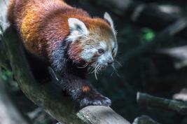 Duisburger Zoo 26.07.2015