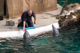 Duisburger Zoo Delfine 27.08.2016