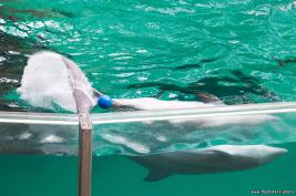 Duisburger Zoo Delfin-Abend 27.08.2016