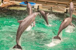 Duisburger Zoo Delfine 27.08.2016