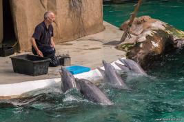Duisburger Zoo Delfin-Abend 27.08.2016