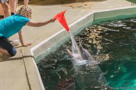 Duisburger Zoo Delfin-Abend 27.08.2016