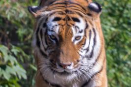 Duisburger Zoo Tiger 27.08.2016