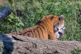 Duisburger Zoo Tiger 27.08.2016