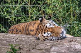 Duisburger Zoo Tiger 27.08.2016