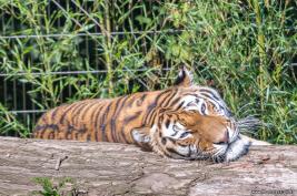 Duisburger Zoo Tiger 27.08.2016