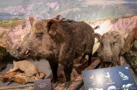 Georgian-National-Museum_18.05.2019