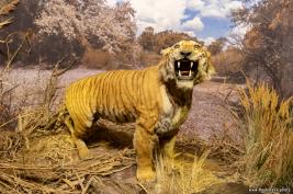 Georgian-National-Museum_18.05.2019