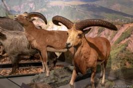 Georgian-National-Museum_18.05.2019