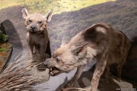 Georgian-National-Museum_18.05.2019