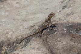 Uplisziche_16.06.2019