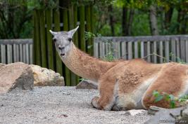 Krefelder Zoo 09.09.2018