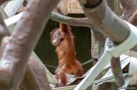 Krefelder Zoo 09.09.2018