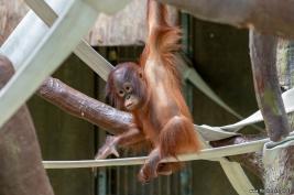 Krefelder Zoo 09.09.2018