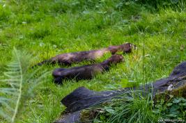Otter-Zentrum Hankensbüttel 24.07.2019