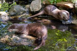 Otter-Zentrum Hankensbüttel 24.07.2019