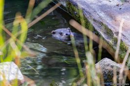 Otter-Zentrum Hankensbüttel 24.07.2019