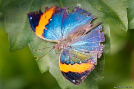 Schmetterlingshaus Hamm 13.08.2016