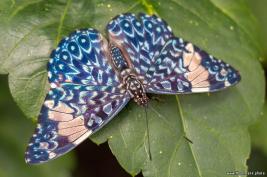 Schmetterlingshaus Hamm 13.08.2016