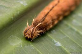 Schmetterlingshaus Hamm 13.08.2016