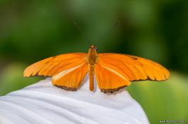 Schmetterlingshaus Hamm 13.08.2016