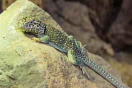 Terra Zoo Rheinberg 22.08.2015