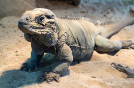 Terra Zoo Rheinberg 22.08.2015